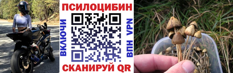 Галлюциногенные грибы MAGIC MUSHROOMS  продажа наркотиков  сайты даркнета формула  Чегем 